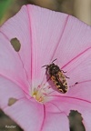 Welliggefleckter Prachtkäfer (Acmaeodera pilosellae)